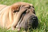 SHAR-PEI 929